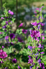 Purple mallow flowers on the plant.