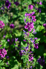 Obraz premium Purple mallow flowers on the plant.