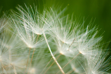 Fototapeta na wymiar Close-up photo of Dandelion flower
