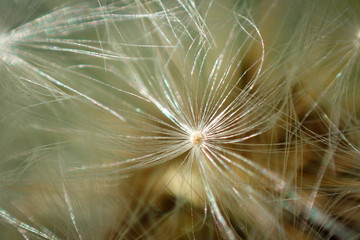 Close-up photo of Dandelion flower