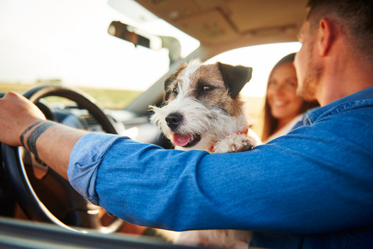 Happy Dog In Car During Road Trip