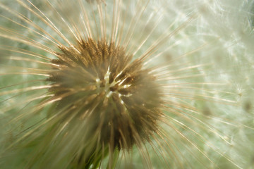 Close-up photo of Dandelion flower