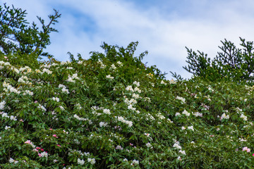 Fototapeta na wymiar Beautiful azaleas in the background of the blue sky