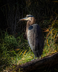 Great Blue Heron Resting in the Sunlight 