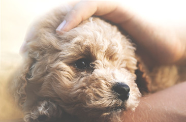 child's hand caresses with love his puppy dog