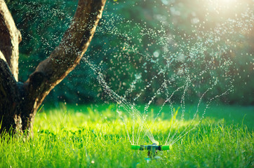 Garden, Grass Watering. Smart garden activated with full automatic sprinkler irrigation system...