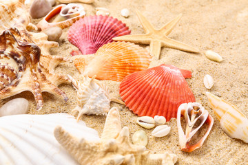 Beautiful sea shells and starfish on beach sand