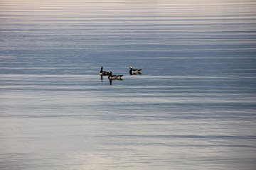 Fototapeta premium Flock of white-cheeked geese in Finland nature