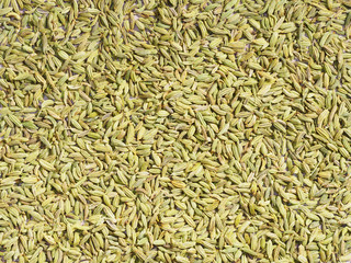 Spice Fennel (Foeniculum vulgare) as background