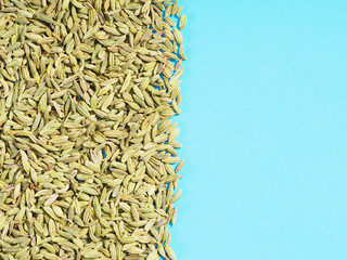 Spice Fennel (Foeniculum vulgare) on a blue background