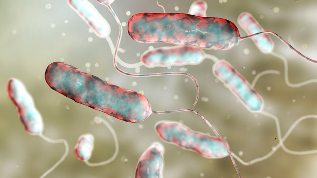 Legionella pneumophila bacterium, the causative agent of Legionnaire's disease, 3D illustration