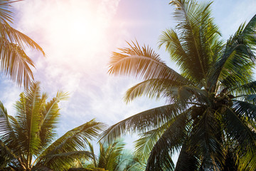 Fototapeta na wymiar coconut palm tree on beach