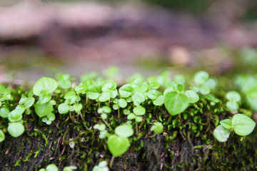 little plant young sprout growing on green moss in the rainforest nature , close up