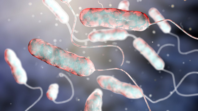 Legionella pneumophila bacterium, the causative agent of Legionnaire's disease, 3D illustration