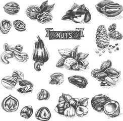 Fototapeta premium Vector background sketch walnuts, peanut, cashew, hazelnut, almonds, pistachio nut.