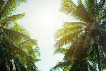 Fototapeta na wymiar coconut palm tree on beach