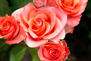 Rose pink coral pastel Beautiful colorful close up soft focus picturesque postal card