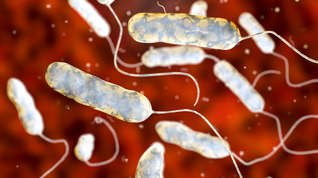 Legionella pneumophila bacterium, the causative agent of Legionnaire's disease, 3D illustration