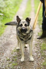 Naklejka na ściany i meble german shepherd dog on leash full body photo