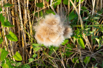 pale brown thistle in a cereal filed