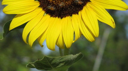 Bees are eating nectar from pollen, yellow sunflower, in the morning garden, bright, finding food of bees.