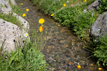 Flowers on a bank of a small stream 