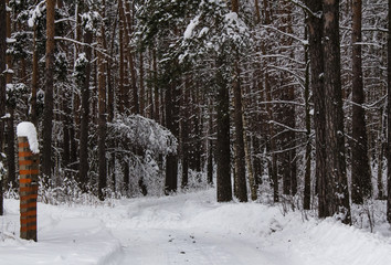 Winter trail leading to the forest thicket