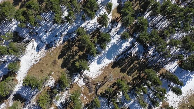 Video from drone flying over  mountain cedar forest. Camera looks down.