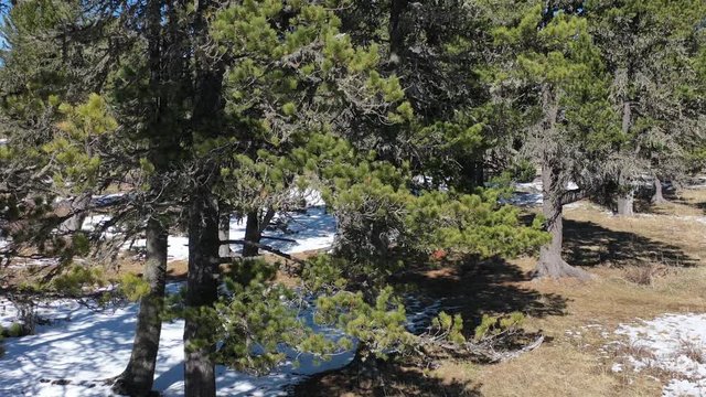 Video from lifting up drone on mountain cedar forest and mount Sarlyk in Altai
