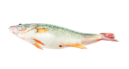 a live squid on a white background