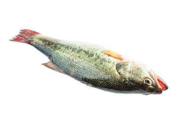 a live squid on a white background