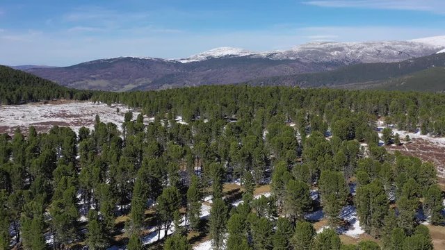 Video from drone flying over  mountain cedar forest with view mount Sarlyk in Altai