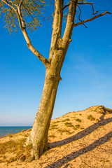 beach of the Baltic sea with dunes and tree
