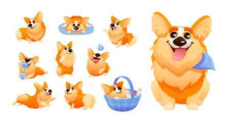 Corgi Dog with differents poses, haired puppy looks fox-like