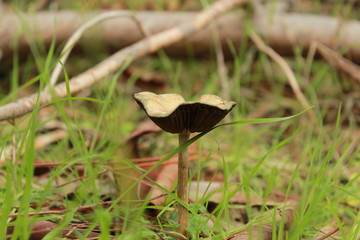 mushroom