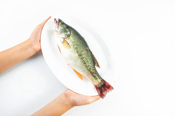 Hand holding a fresh squid on a plate © Lili.Q