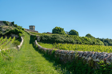 SAINT-EMILION (Gironde, France), vignes autour du village