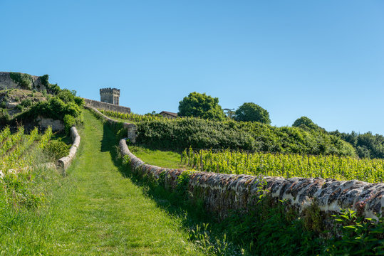 SAINT-EMILION (Gironde, France), vignes autour du village