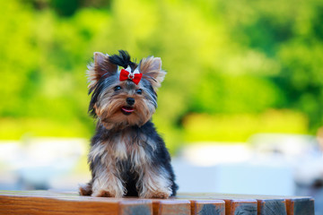 Dog breed miniature Yorkshire terrier