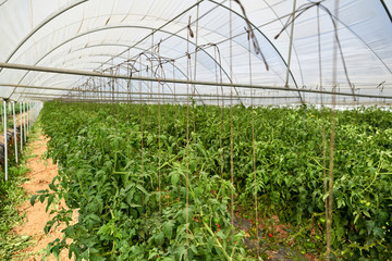 Plants tomatoes growing inside greenhouse.