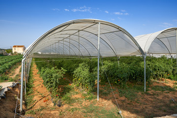 Fototapeta premium Plants tomatoes growing inside greenhouse.