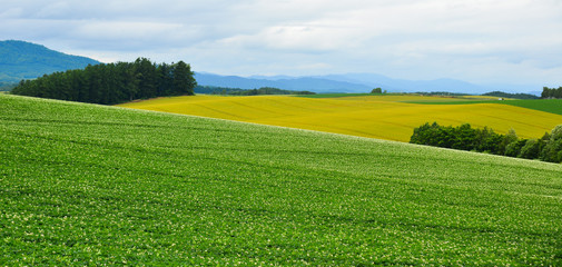 Beautiful rural scenery at summer day