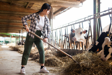 Female farmer who is feeding beasts at the cow farm