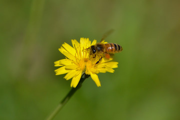 Bee collecting pollen