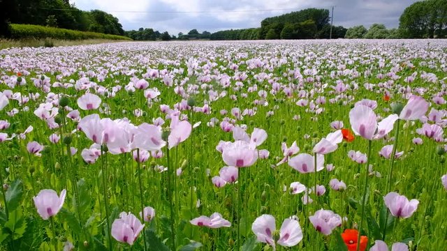 Field of poppies being farmed for medical drugs.