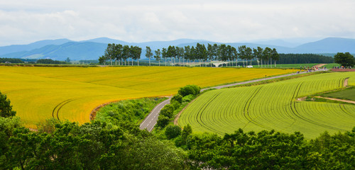 Obraz premium Beautiful rural scenery at summer day