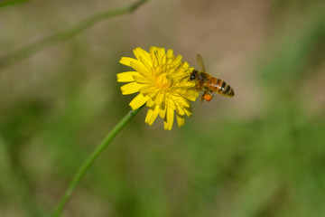 Bee collecting pollen