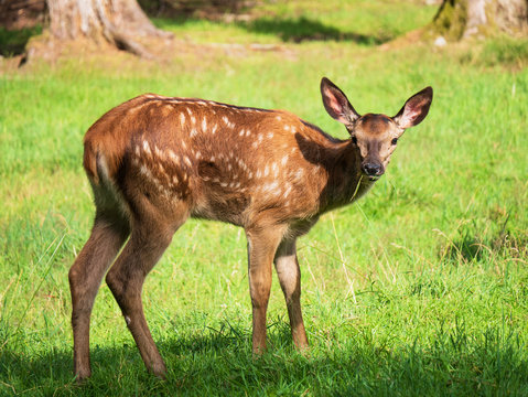 Hirschkalb