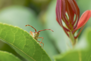 Stink bug on a leaf, macro close-up