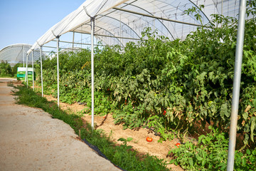 Plants tomatoes growing inside greenhouse.